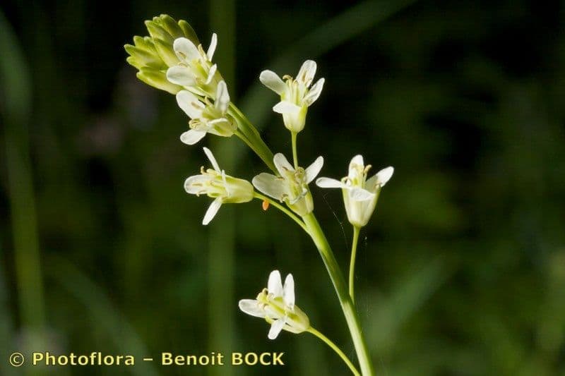 Arabetta liscia 27