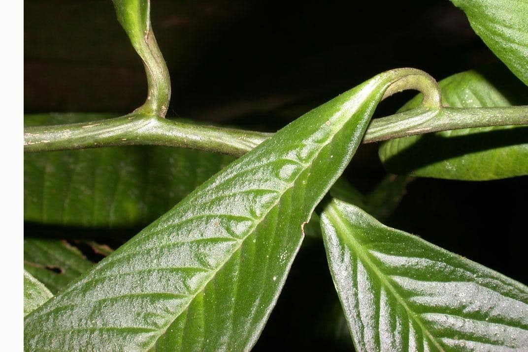 Ardisia 17