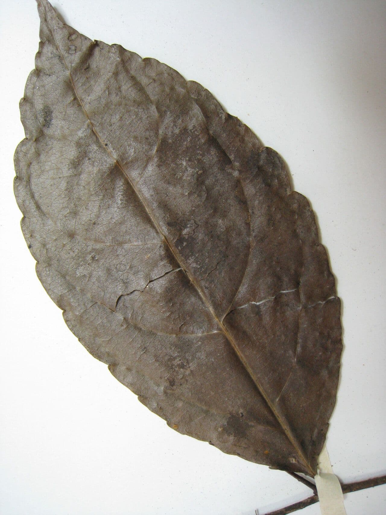 Bentham Xylosma 8