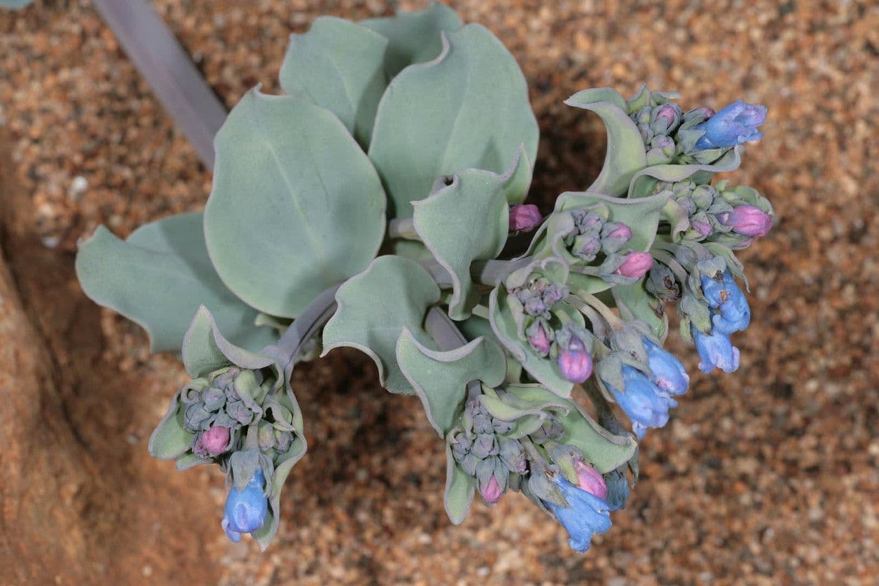 Mertensia marittima 7