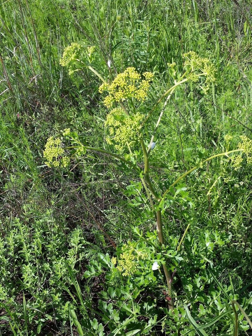 Polytaenia nuttallii 5