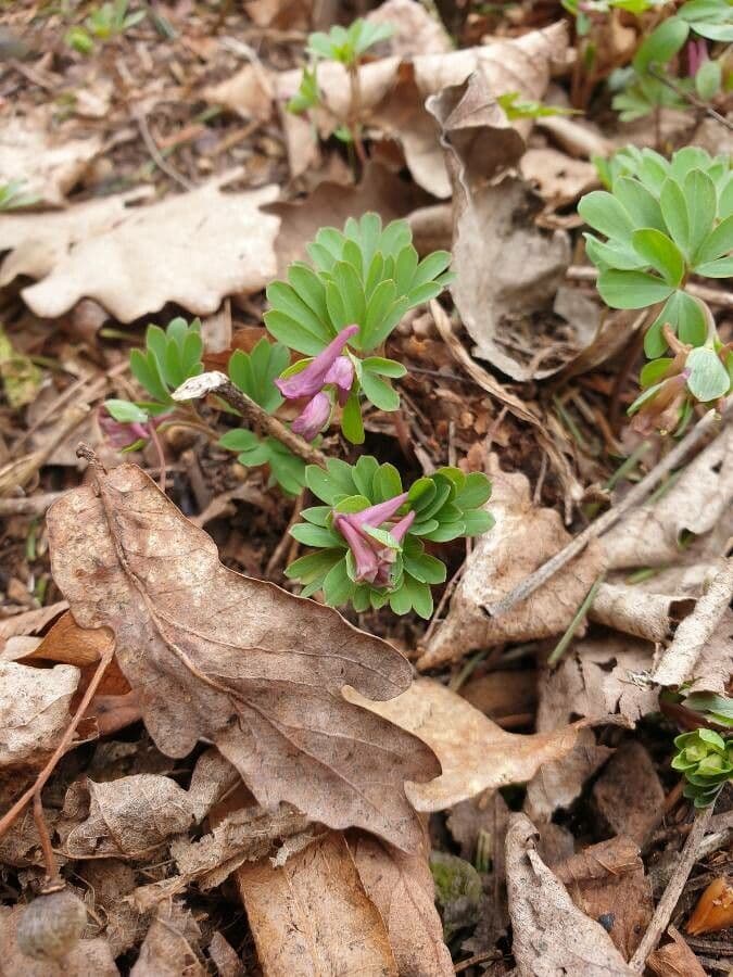 Colombina intermedia 8