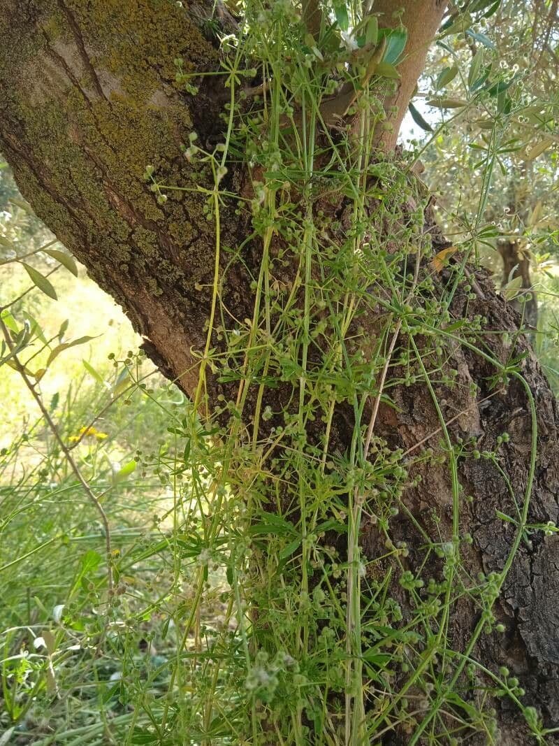 Caglio parigino 19