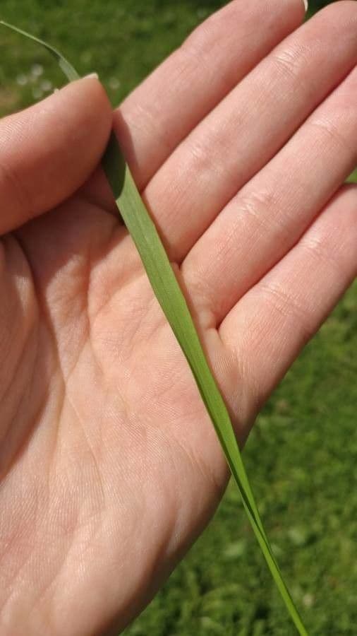 Equiseto scirpoides 8