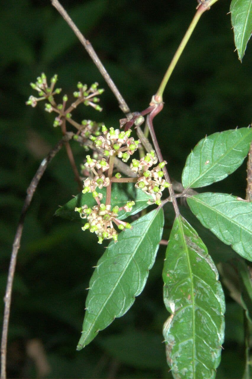 Tetrastigma 4