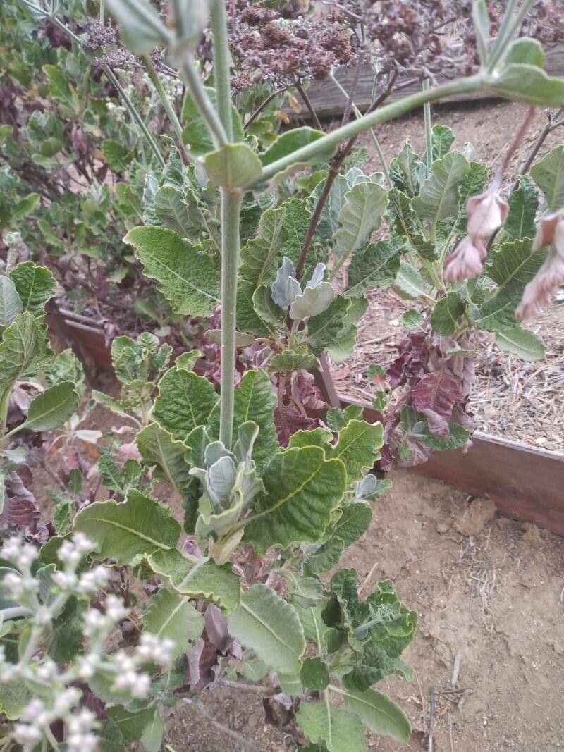 Eriogonum 6