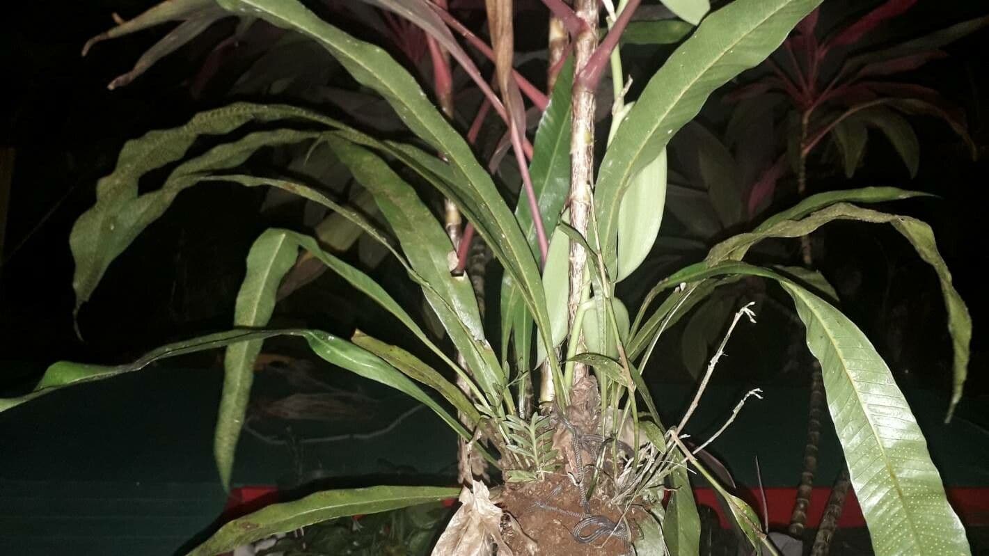 Elaphoglossum 4