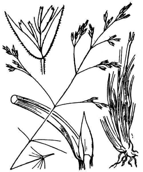 Deschampsia media 15
