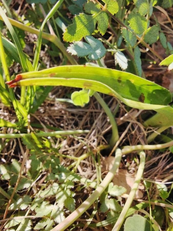 Stattliches Knabenkraut 16