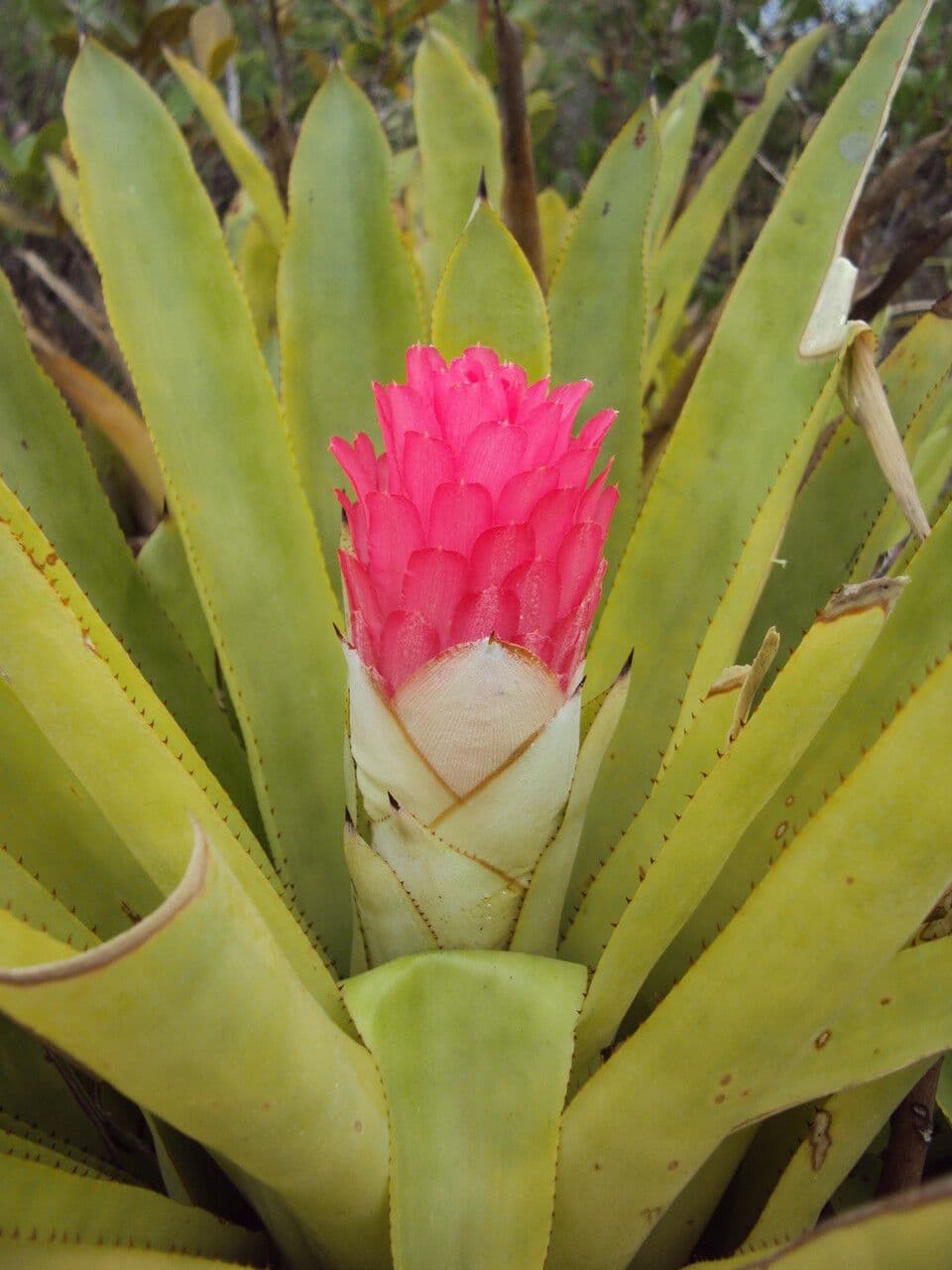 Bromelia