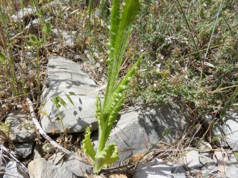 Weißgefleckte Distel 14