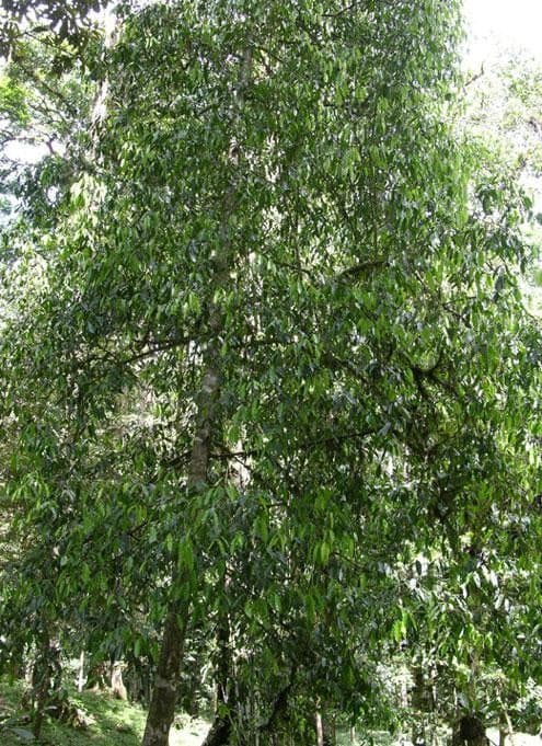 Drypetes variabilis 6