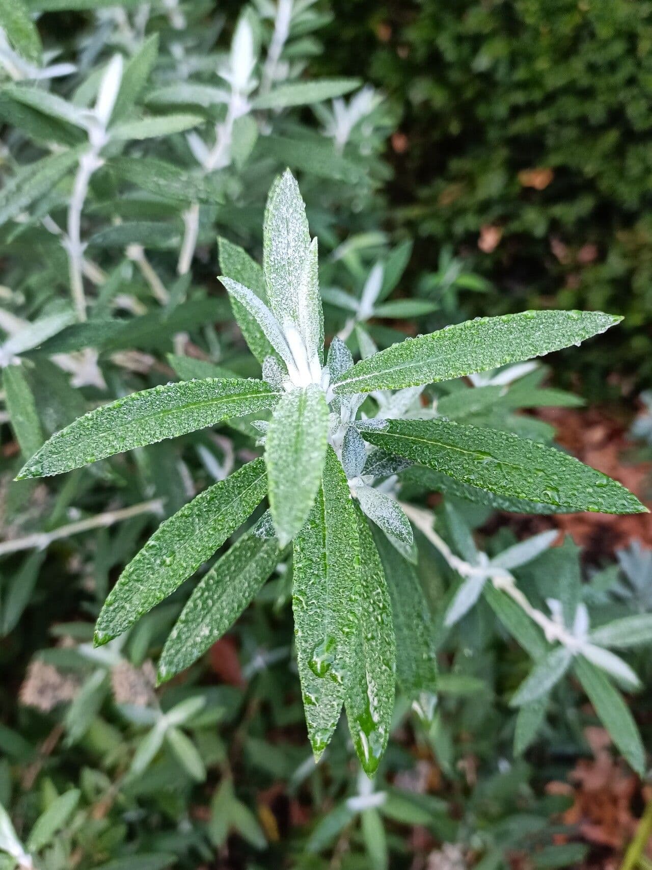 Buddleja 6