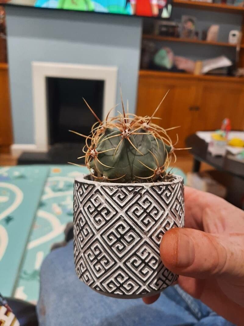 Cactus testa di capra 9