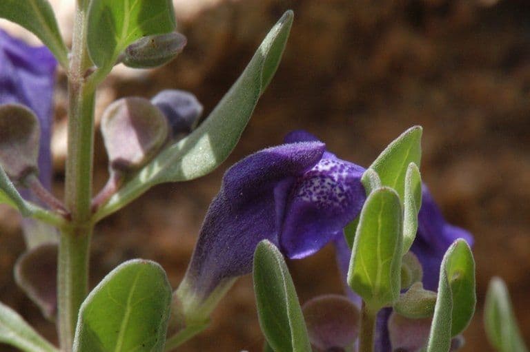 Scutellaria 4