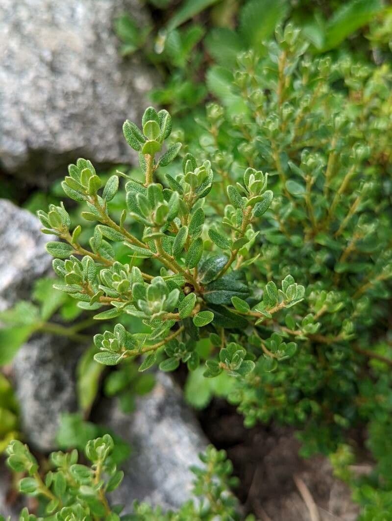 Rododendro 9