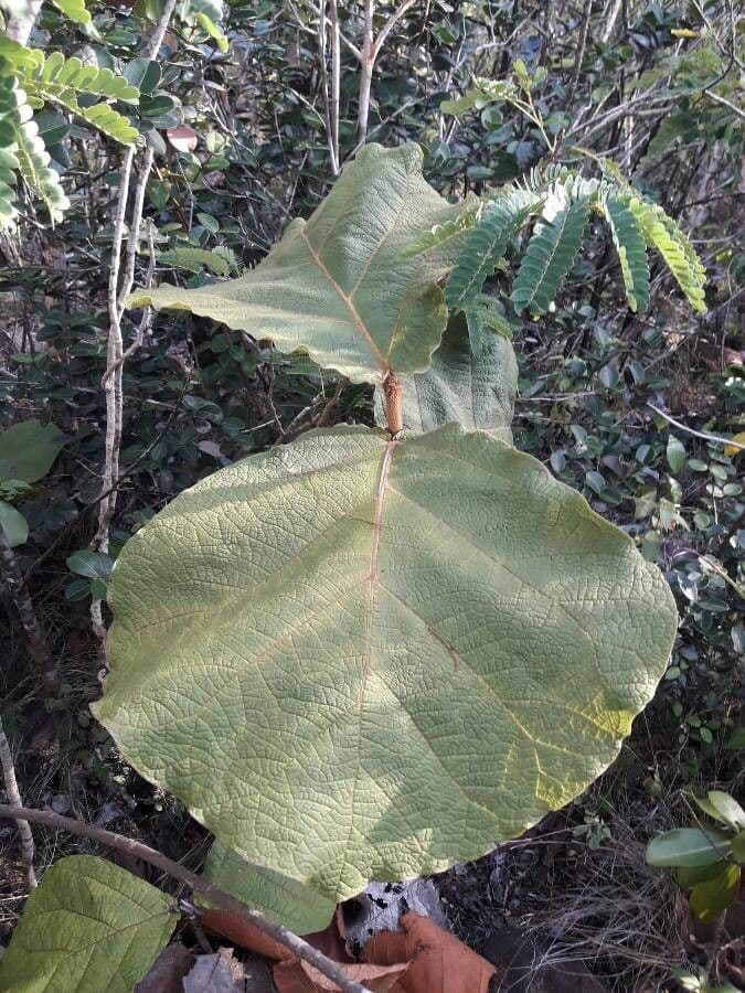 Coccoloba 14