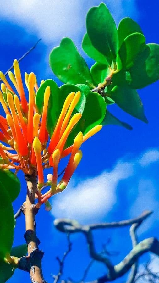 Psittacanthus rhynchanthus 7