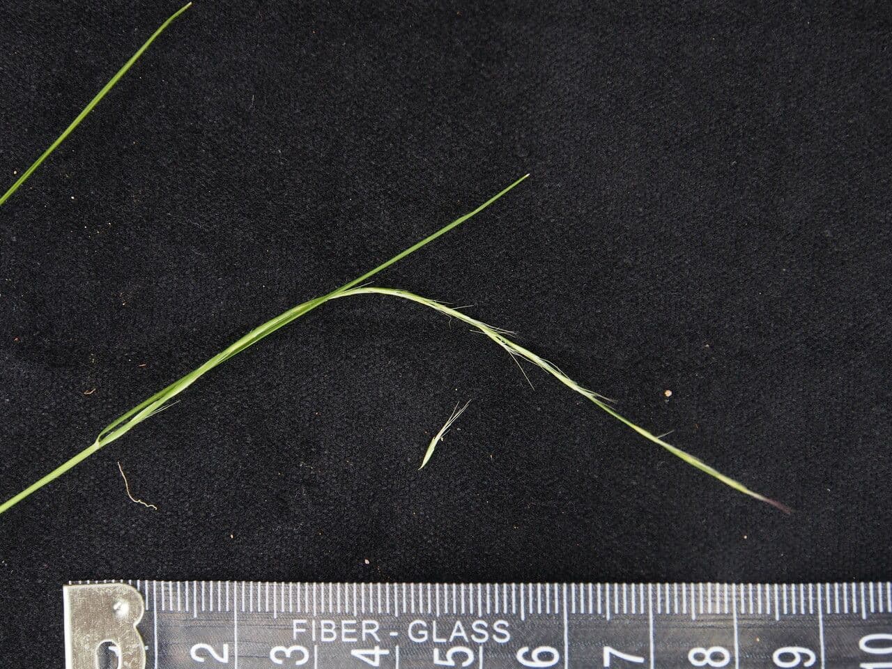 Tripogon 6