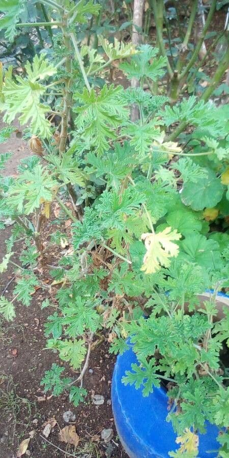 Geranium 13