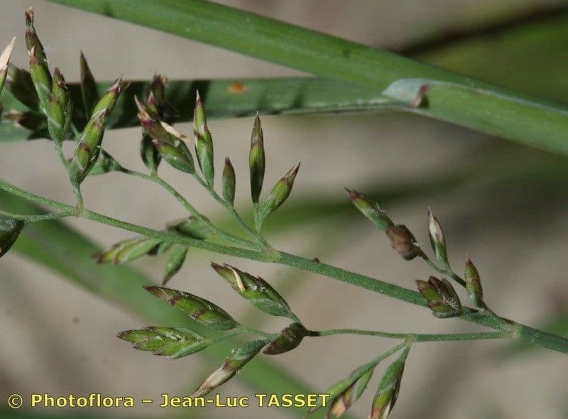 Fienarola compressa 26