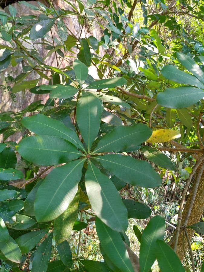 Alstonia 19