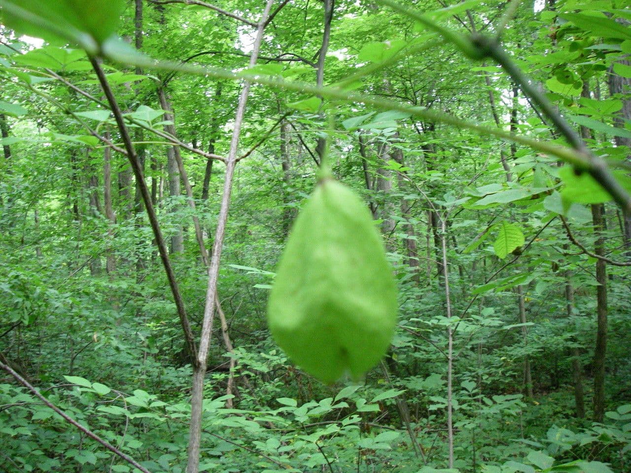Staphylea trifolia 11