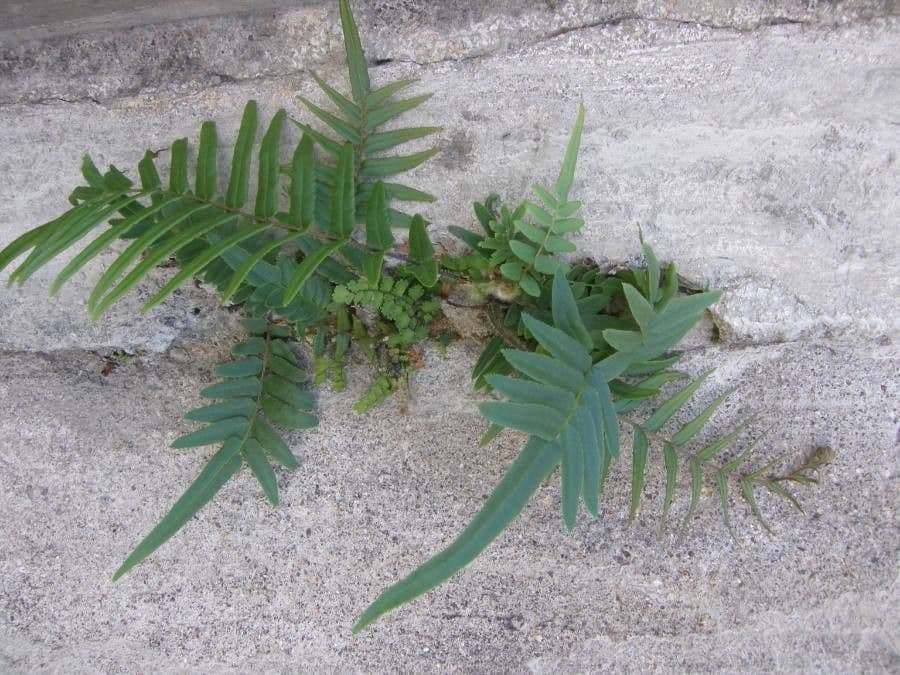 Pteris vittata 9