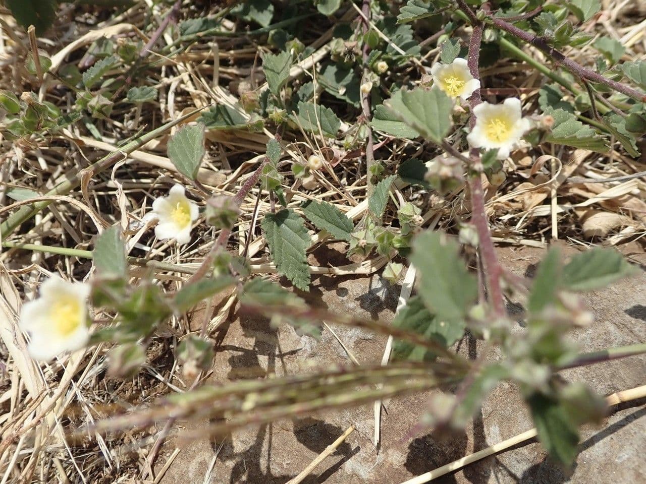 Sida 6