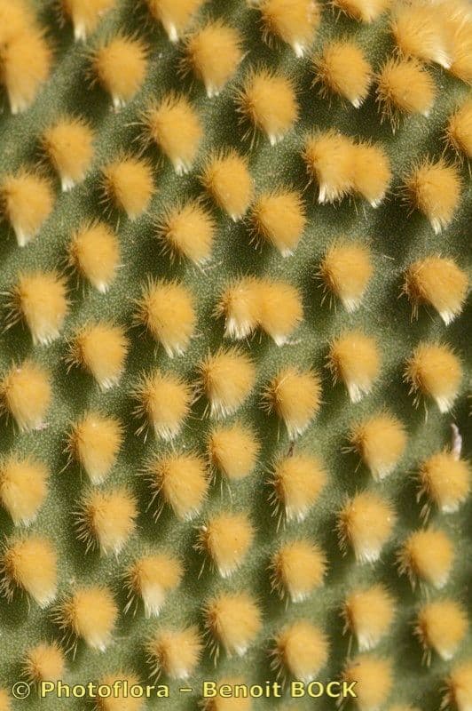 Nopal 27