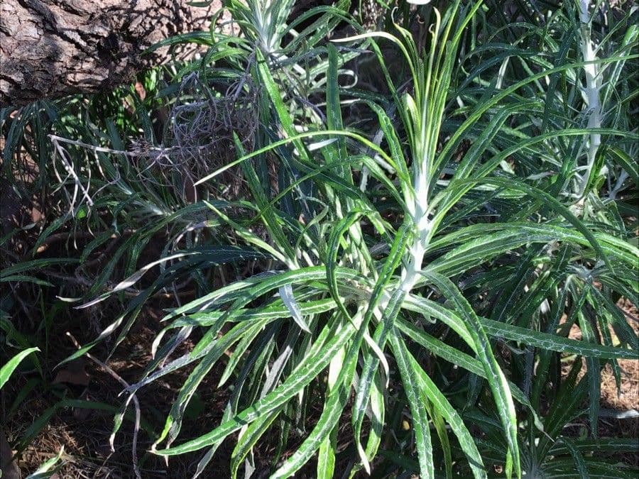 Ptilostemon 2