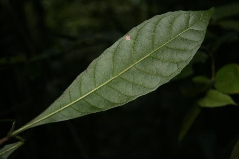 Gustavia hexapetala 3