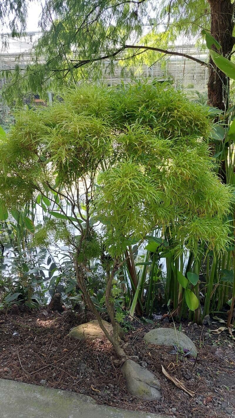 Aralia 8