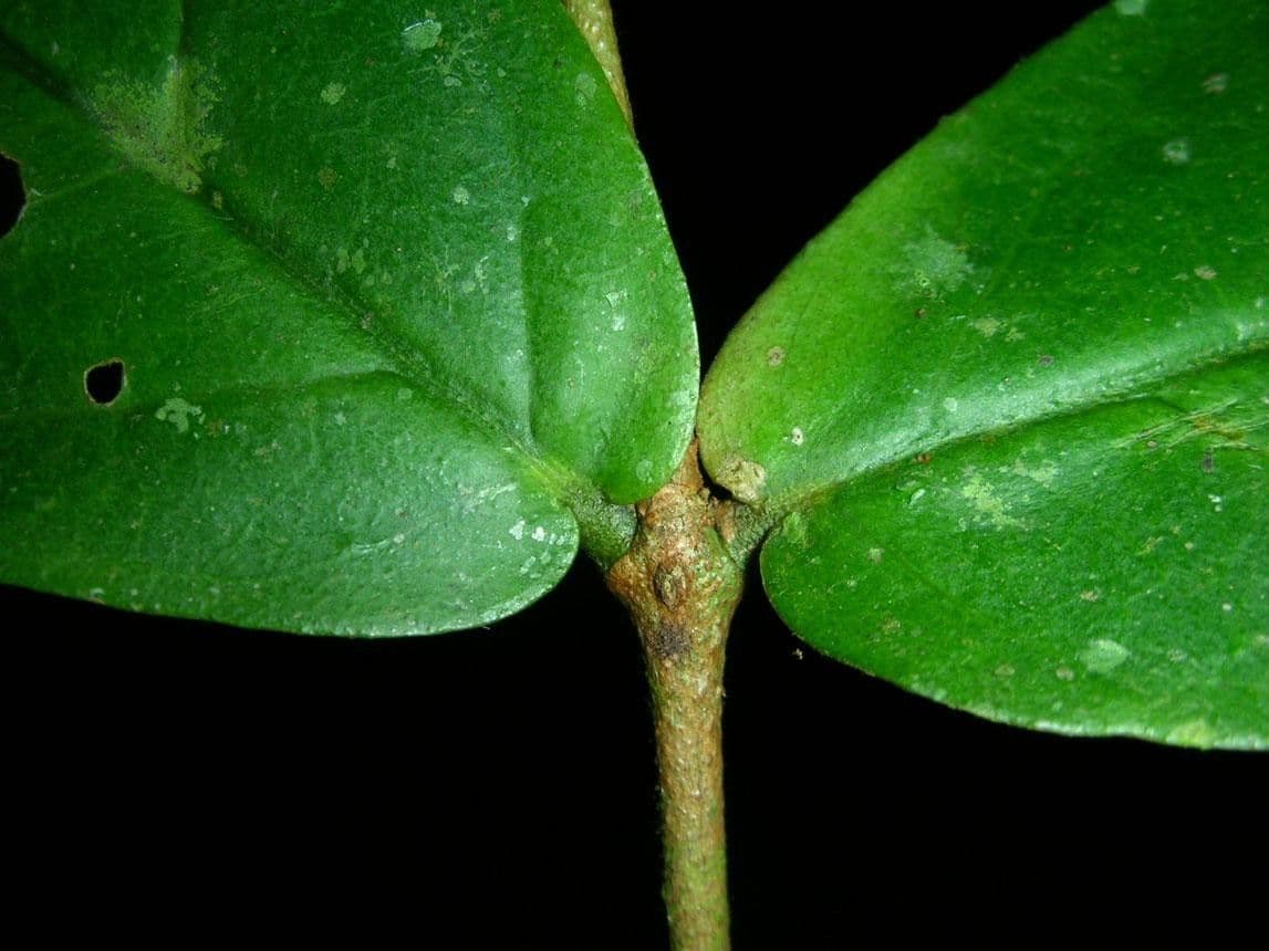 Eugenia 14