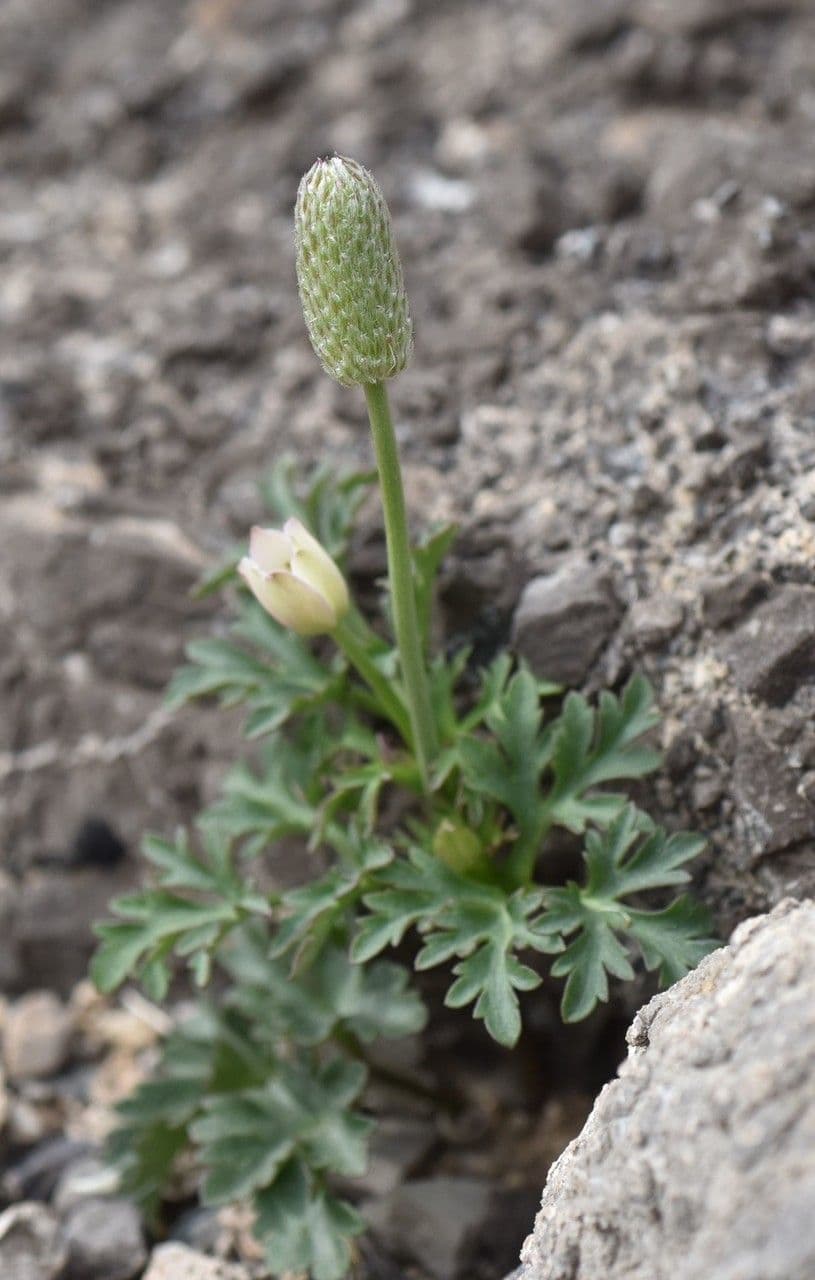 Anemone tuberosa 9