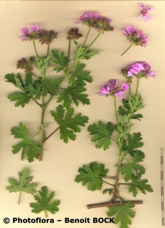 Géranium odorant 26