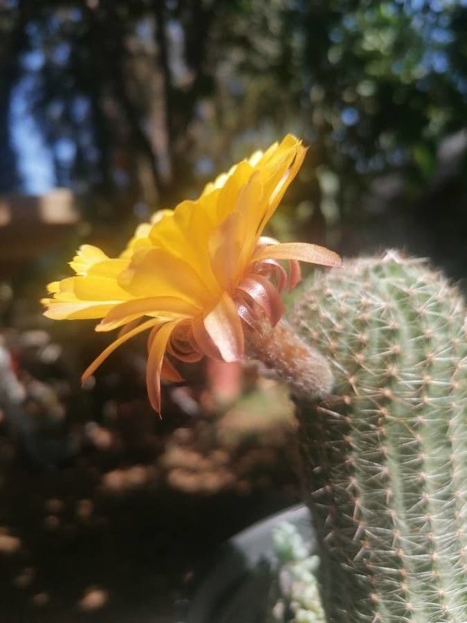 Cactus riccio 7