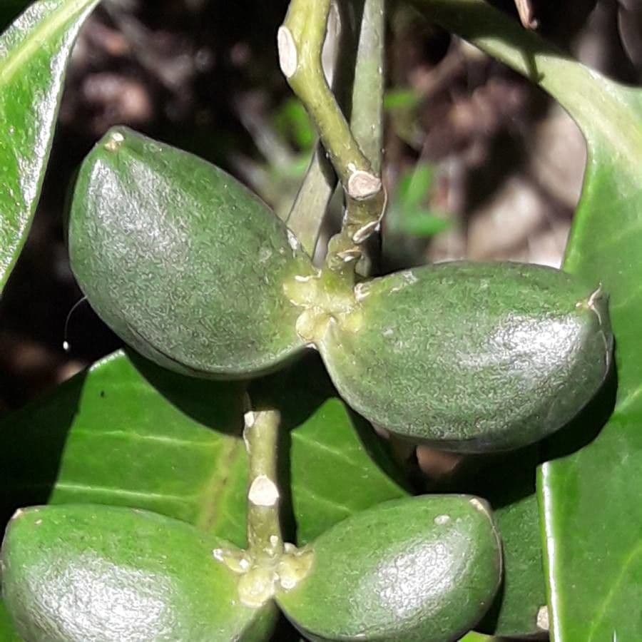 Tabernaemontana 5