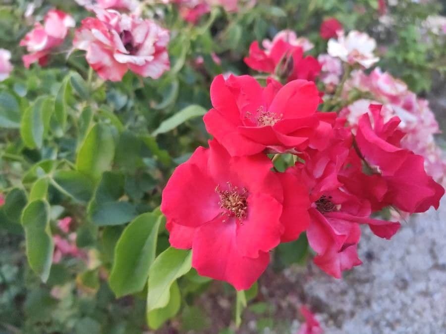 Moyes-Rose 8