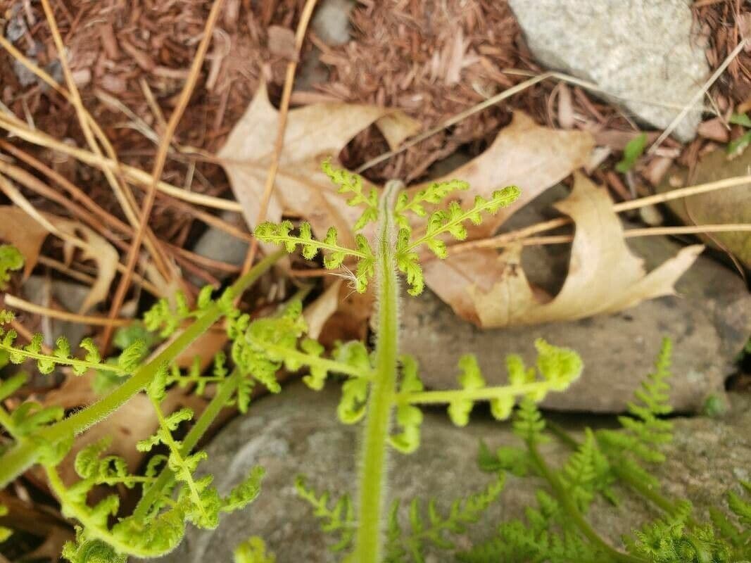 Dennstaedtia punctilobula 7