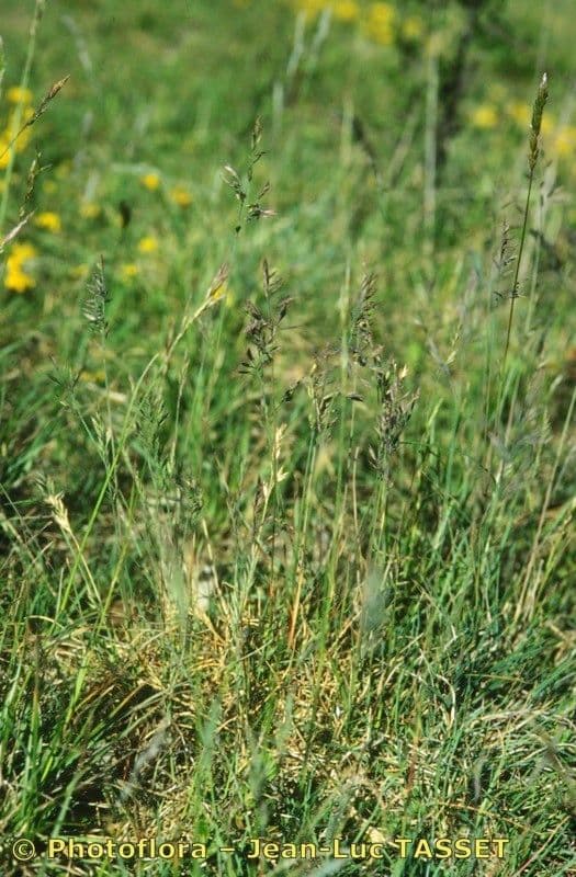Festuca 5