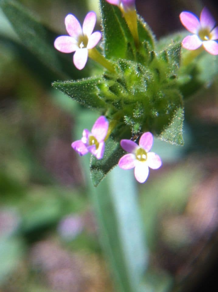 Collomia lineare 3