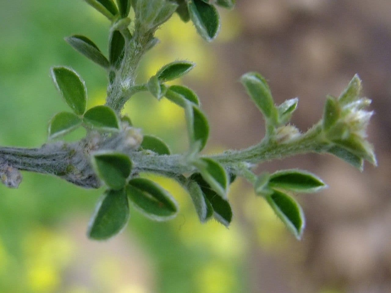 Genista canariensis 15