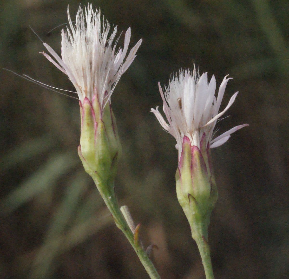 Aster solny 4
