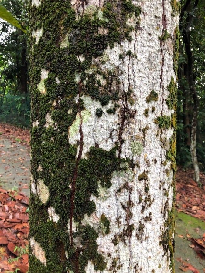 Pangium edule 6