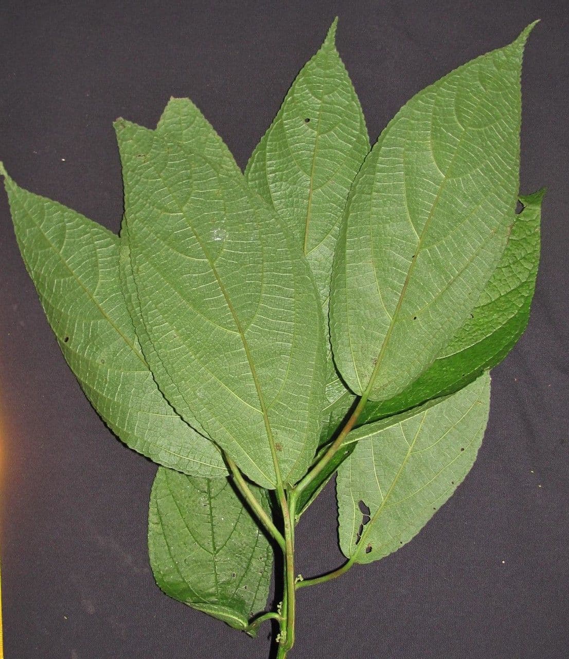 Urera simplex 27