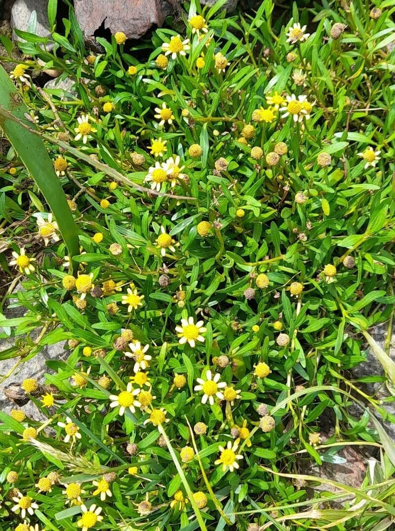 Acmella poléhavá 6