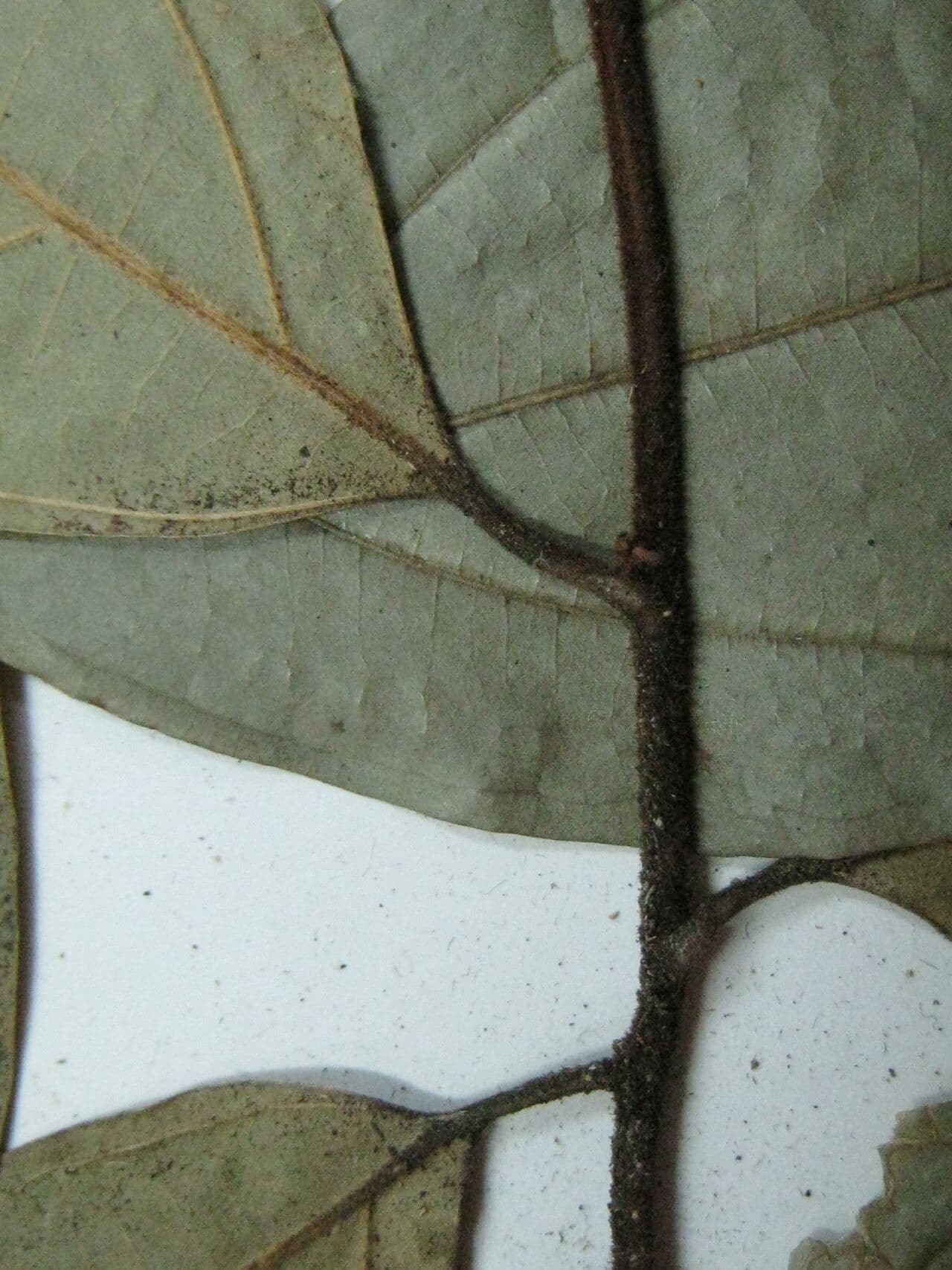 Rhodostemonodaphne