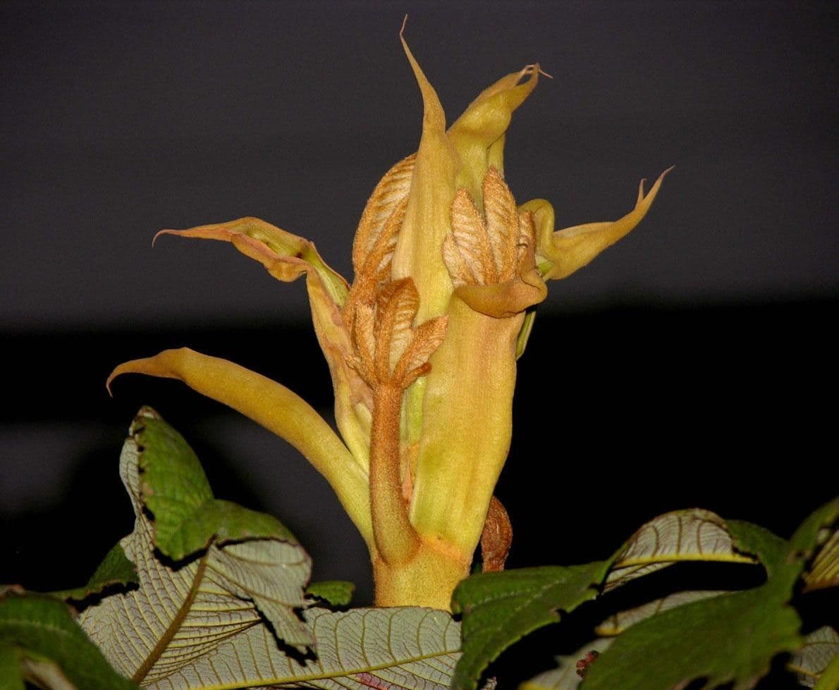 Sterculia 19