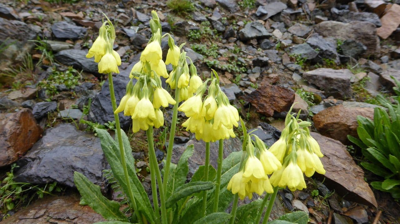 Primula del Sikkim 2